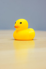 Yellow Rubber Duck isolated on the desk