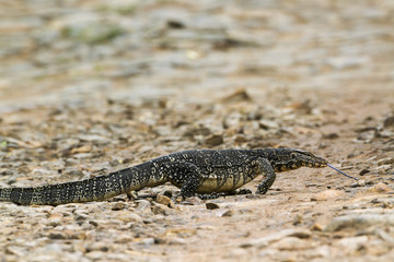 Asian Water monitor in Tangalle, Sri Lanka