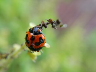Obraz premium Ladybird on flower