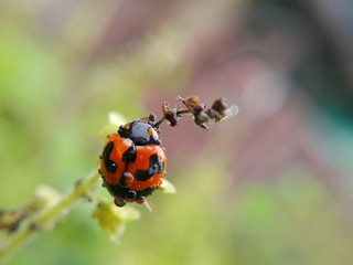 Fototapeta premium Ladybird on flower