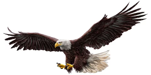 Foto op Canvas Bald eagle vliegen tekenen en schilderen op witte achtergrond vectorillustratie. © patthana