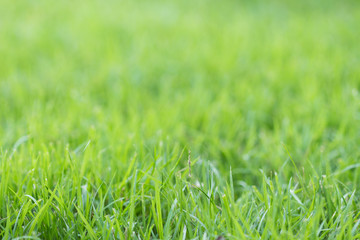 green grass background