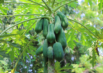 close up of papaya fruit on the tree