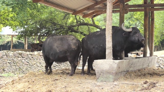 buffel bison 