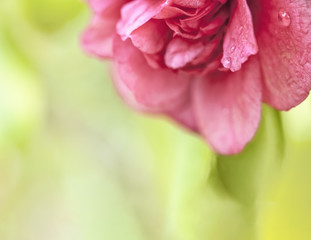 Beautiful camellia macro with raindrops and copy space