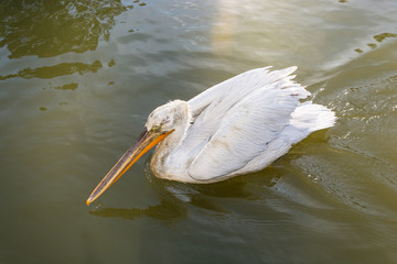 Pelican.