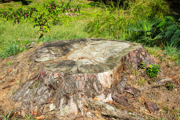 Fototapeta na wymiar Low cut stump of a tree.