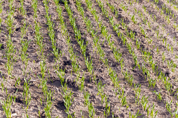 young wheat sprouts  