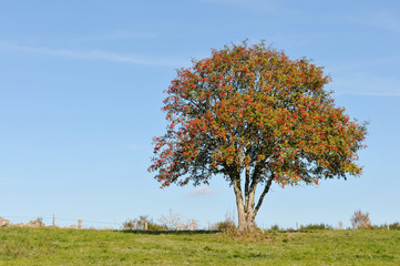 Fototapeta na wymiar arbre aux couleurs d'Automne