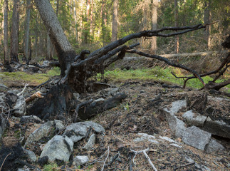 Leaning coniferous tree with burnt roots ready to fall after a forest fire