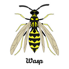 Vector Wasp Illustration
