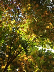 가을이 깊어가는 나무