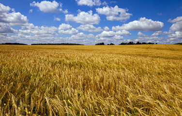wheat field . wheat.