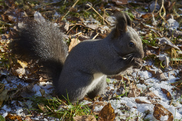 Серая белка 