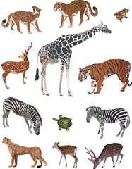 twelve color animals collection