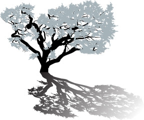 isolated grey tree with shadow