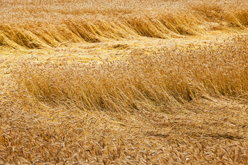 broken wind wheat  