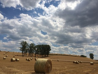 Feld