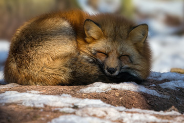 Schlafender Rotfuchs