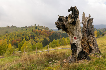 Big rotten tree trunk in the autumn landscape