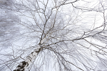 winter trees .  photographed 
