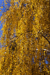 trees in the fall  