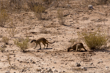 two meerkat or suricate © ArtushFoto