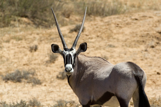 Gemsbok, Oryx Gazella