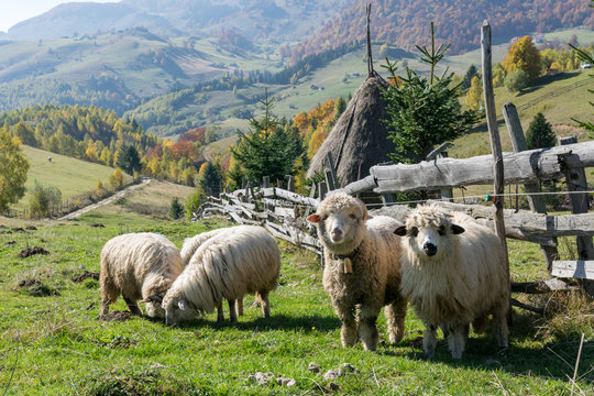 Sheeps grazing in a traditional Romanian mountain landscape