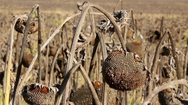 Sunflower field affected by drought