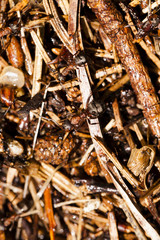 ant hill . close up  
