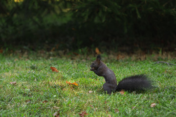 squirrel in forest