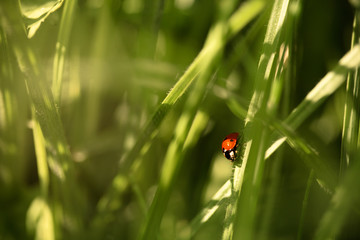 ladybug on grass