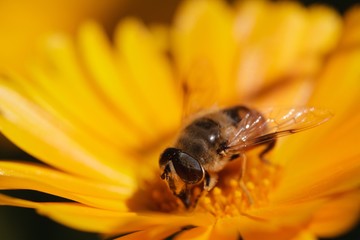 honeybee on flower