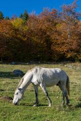 Obraz na płótnie Canvas Horse grazing in the autumn