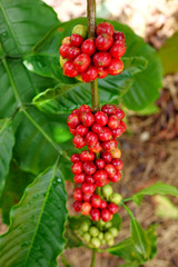 Coffee beans ripening on a tree.