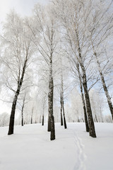 winter trees . photographed  