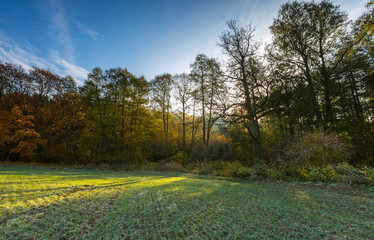 Green field at autumnal morning