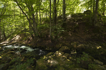Fototapeta na wymiar mountain river. forest
