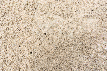 wind crab nest , background