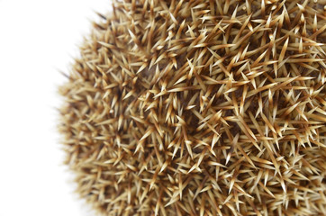 Hedgehog isolate on white background