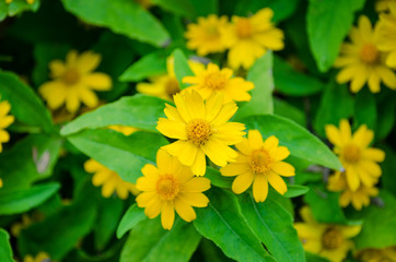 yellow zinnia
