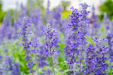 Naklejka premium blue Salvia flower