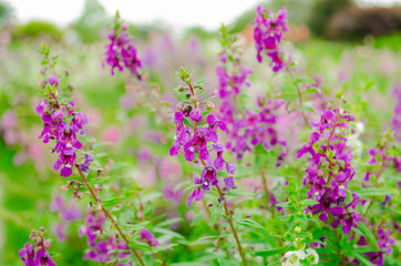 violet Salvia flower