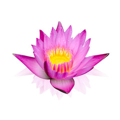 Pink lotus isolated on white background with working path