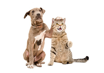 Pit bull puppy and a cat Scottish Straight amicably sitting together