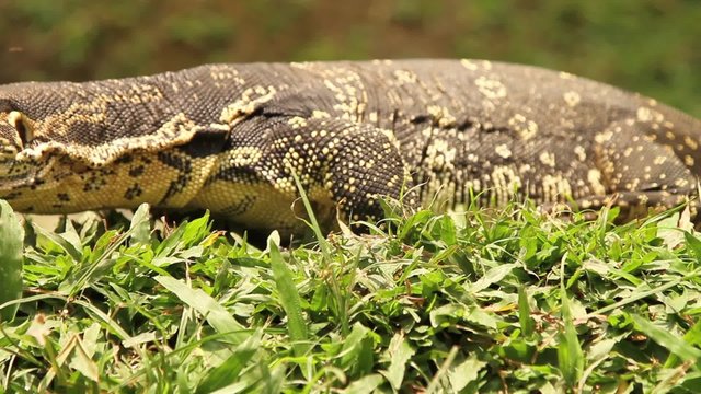 komodo dragon