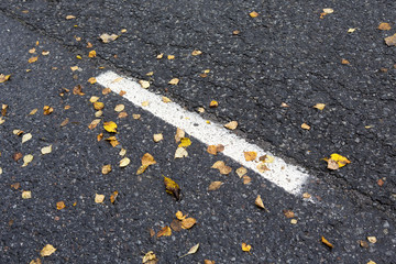 Autumn road. Image of a yellow birch leaves by the road. Image also taken from low point of view to give some perspective on a long and slippery asphalt road.
