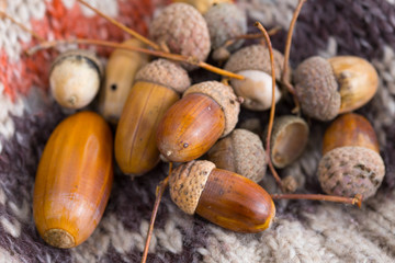 acorns