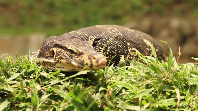 komodo dragon